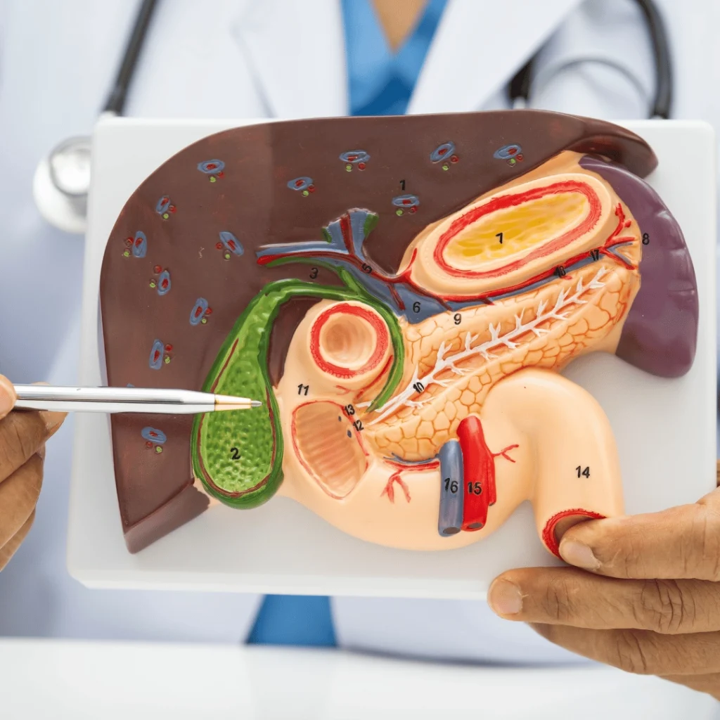 Pancreas Transplant in Turkey: When is a Pancreas Transplant Necessary?